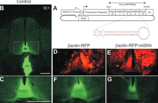 Figure 1. RNA polymerase II-driven plasmids can be used to express a single transcript encoding both a ﬂuorescent protein and an effective artiﬁcial miRNA in chicken embryos