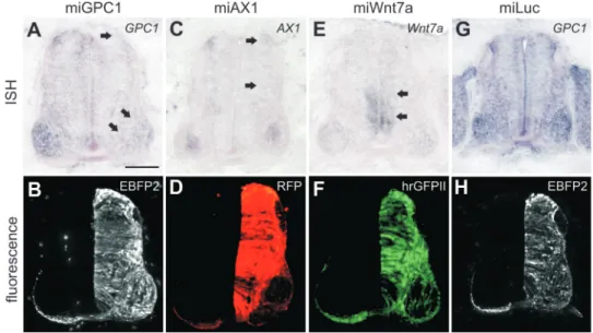Figure 2. Widespread misexpression of miRNA construct does not affect spinal cord patterning