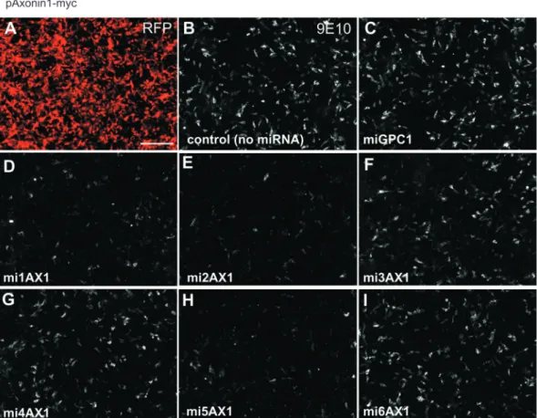 Figure 6. An in vitro protocol rapidly tests the efﬁciency of multiple candidate miRNAs against Axonin1