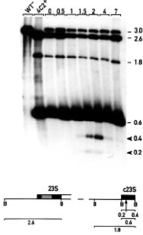 Figure 1. Chloroplast genome of C.reinhardtii with the two segments of the ribosomal inverted repeat (indicated by dotted boxes)