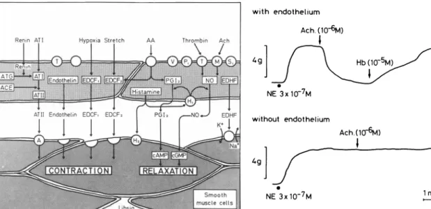 FIGURE 2. Endothelium-dependent relaxation to acetylcholine  in a human internal mammary artery (NE, norepinephrine; origi­