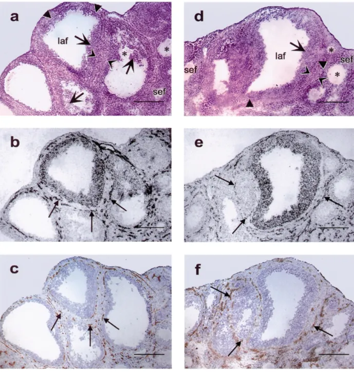 Fig. 3. Granulosa cell aHSPGs are independent from vascular wall aHSPGs : Ovary sections from immature rats stimulated with PMSG for 48 h (a–c) followed by hCG for 6 h (d–f)