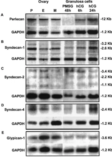 Fig. 6. HSPG mRNA expression in the ovary and in isolated granulosa cells during the cycle: Northern blot analysis of total RNA (10 µg) from rat ovary and from isolated primary granulosa cells were hybridized with HSPG core protein probes and with GAPDH pr