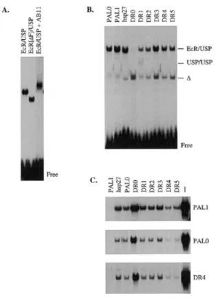 Figure 2. EcR-specific ligand influences the receptor dimer configuration.