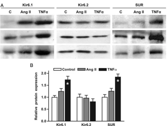 Figure 3 Protein expression of K ATP subunits in cardiomyocytes exposed to Ang II or TNFa