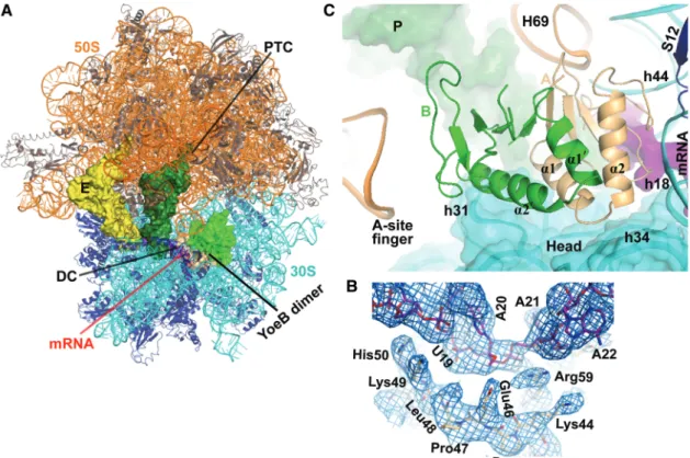 Figure 2. Structure of YoeB bound to the 70S ribosome. (A) Overall view of the complex with YoeB dimer (colored lightorange for monomer A and green for monomer B)