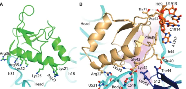 Figure 3. Interactions of YoeB with ribosome. (A) Interactions between monomer B of YoeB and helix 31 of 16S rRNA in the head