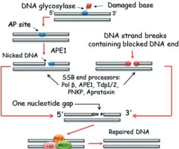 Figure 1. Simpliﬁed scheme for the major base excision repair pathway. ‘Blocked’ DNA strand breaks may arise as a result of direct chemical modiﬁcation during SSB formation or during enzymatic processing of DNA base damage by a DNA glycosylase and AP-endon