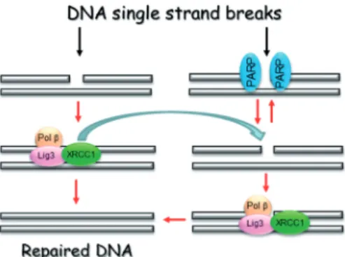 Figure 3. Model explaining the role of PARP1 in the modulation of BER capacity. PARP1 binds and protects SSBs that cannot be repaired immediately owing to excessive SSBs and repair enzyme limitation (Pol b, DNA ligase IIIa–XRCC1 complex) (right branch)