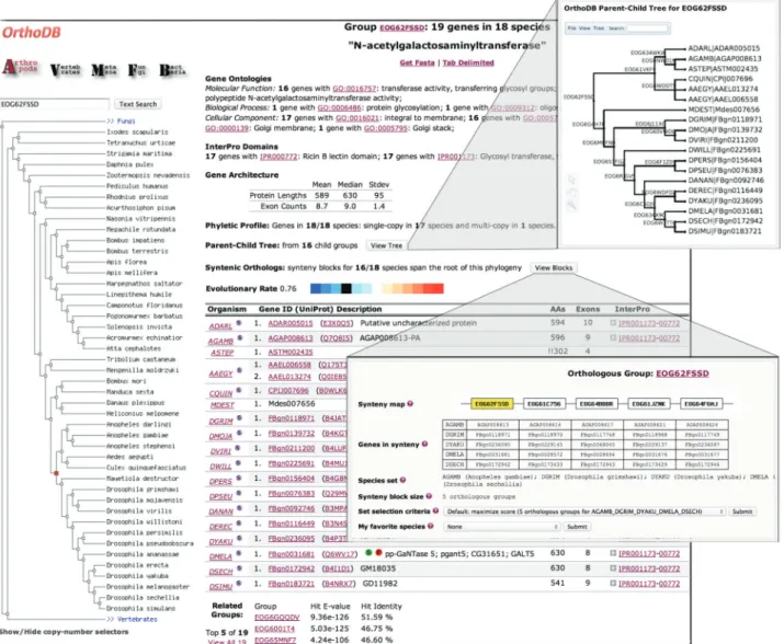 Figure 1. Screenshot of a sample orthologous group results page, featuring functional and evolutionary annotations, the inferred parent–child gene tree and syntenic orthologs.
