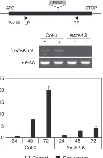 Fig. 6.  Involvement of an L-type lectin receptor kinase in egg  perception. (A) Gene structure of LecRK-I.8 (At5g60280) showing  the T-DNA insertion site of the mutant studied here