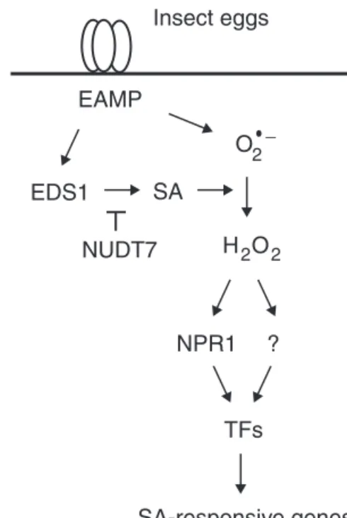 Fig. 7.  Model for signalling of egg-induced gene expression  in Arabidopsis. Upon egg oviposition, as yet unknown  egg-associated molecular patterns (EAMP) are recognized by plant  surface receptors and activate EDS1-dependent SA accumulation
