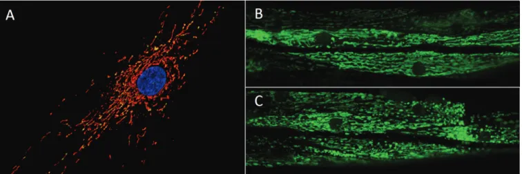 Fig. 1.  Mitochondrial morphology. Panel (A) shows the mitochondrial network (MitoTracker Red-stained) containing many mtDNA nucleoids (PicoGreen- (PicoGreen-stained) surrounding the nucleus (Hoescht-(PicoGreen-stained) of a human primary fibroblast (photo