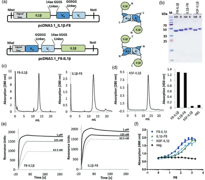Fig. 2. Cloning, expression and in vitro characterization of non-covalent dimers of IL1b-F8 and F8-IL1b fusion proteins