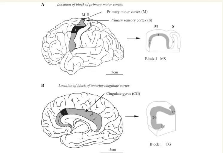 Figure 1 Diagram showing the location of each cortical block (indicated at 1) that was used for stereological analysis (A) in the primary motor cortex and (B) in the anterior cingulate cortex