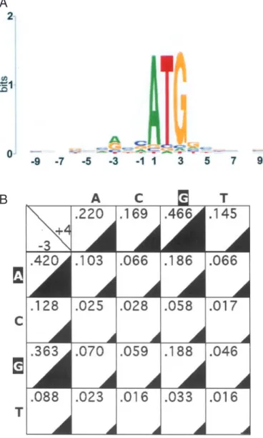 Figure 1. Analysis of nucleotides flanking the initiation codons of human genes. (A) Preferred occupancy of positions around the initiation codons of 22 208 human mRNAs was evaluated and diagrammatically illustrated on a Plot Sequence Logo as described pre