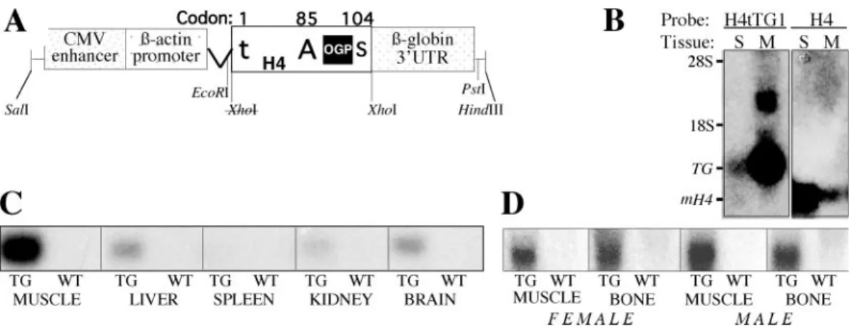 Figure 4. (A) Schematic illustration of the H4tTG1 transgene. The transgene is composed of the human CMV enhancer, the chickenb-actin promoter and intron, a rat histone H4 coding sequence and the rabbit b-globin 3 0 -UTR
