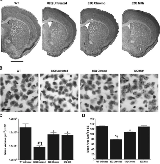 Figure 4. Effects of anthracycline administration on 82Q brain morphology. (A) Gross brain volume is reduced in 82Q mice compared with WT control mice, and a significant improvement is observed after either chromomycin (chromo) or mithramycin (mith) treatm