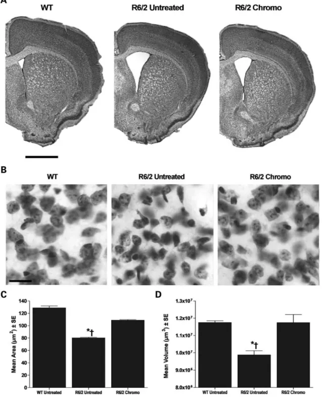 Figure 5. Effects of anthracycline administration on R6/2 brain morphology. (A) Photomicrograph demonstrating the significant reduction in brain volume of R6/2 when compared with WT control mice, with the improvement observed after chromomycin (chromo) tre