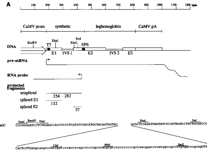 Figure 1. Structure of pSynGC and the RNase A/T1 mapping strategy. (A) The Cauliflower Mosaic Virus 35S promoter (CaMV prom), coding, and polyadenylation (CaMV pA) regions of pSynGC