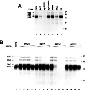 Figure 6. Cross-linking of the U-island-containing synGC RNAs to nuclear proteins. Each sample contained 6 fmol (∼5 × 10 4  c.p.m.) of [α- 32  P]UTP-labelled RNA transcribed in vitro from the plasmids indicated.