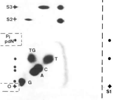 Fig. 1. Two-dimensional TLC on PEI-cellulose for separating