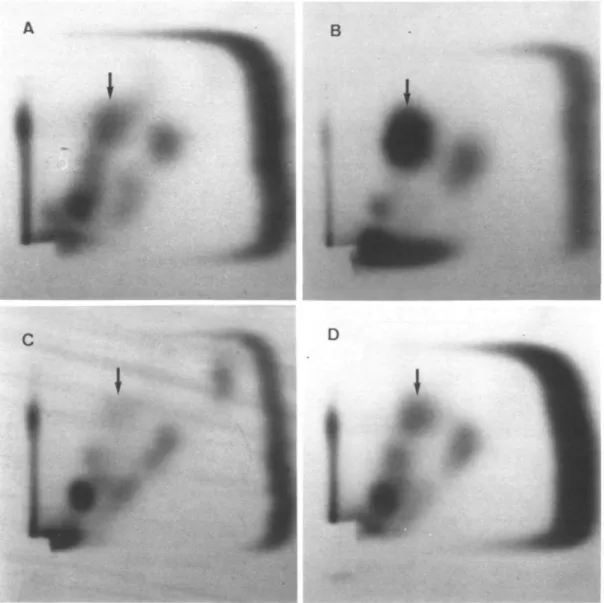 Fig. 5. Two-dimensional TLC on PEI-cellulose for the detection of thymidine c;&gt;glycol (as *pdTGp, indicated by an arrow) after irradiation of nucleotides (A, 14 Gy; B, 100 Gy) and calf thymus DNA (C, 0 Gy = background; D, 14 Gy)