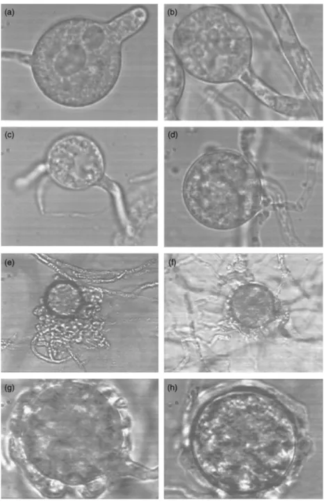 Fig. 1. Morphology of Pythium mercuriale (STEU-U 6207). (a–d) Old sporangia forming germ tubes