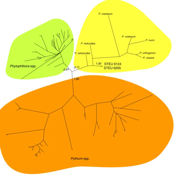 Fig. 4. Phylogenetic relationships between Pythium and Phytophthora based on b-tubulin sequences