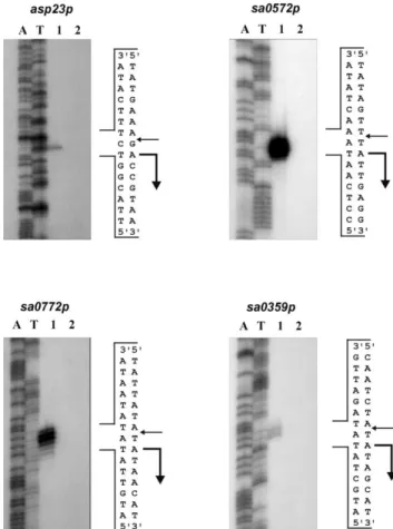 Fig. 1. Examples of TSP determinations of the S. aureus c B -dependent promoters by high-resolution S1-nuclease mapping in the E