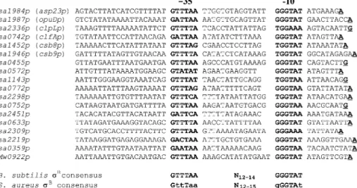Fig. 2. Nucleotide sequence alignment of the identi¢ed S. aureus c B -dependent promoters
