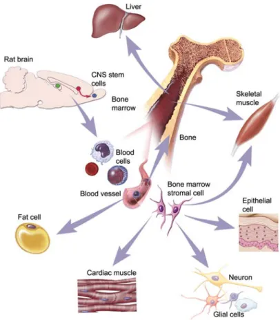 Figure 1 Potential contribution of bone marrow-derived cells to organ repair.
