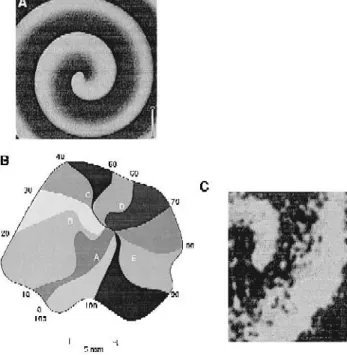 Fig. 8. Rotating waves in various excitable media. A Spiral wave in the