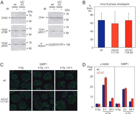 Fig. 3. IR-induced DNA damage responses of RECQL4(DC/DC) Nalm-6 cells. (A) Phosphorylation of Chk1 and Chk2 protein kinases in wild-type (wt) and RECQL4(DC/DC) Nalm-6 cells 1 h after exposure to 6 Gy IR