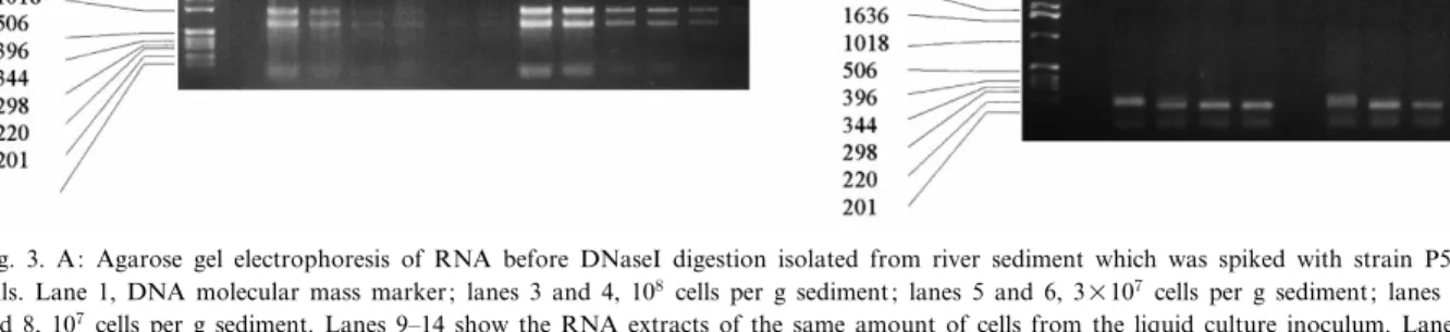 Fig. 3. A: Agarose gel electrophoresis of RNA before DNaseI digestion isolated from river sediment which was spiked with strain P51 cells
