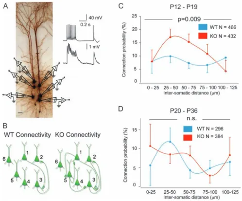 Figure 1. Hyperconnectivity of layer 5 pyramidal neurons in mPFC of 2--3 week but not 3- to 5-week-old Fmr1-KO mice