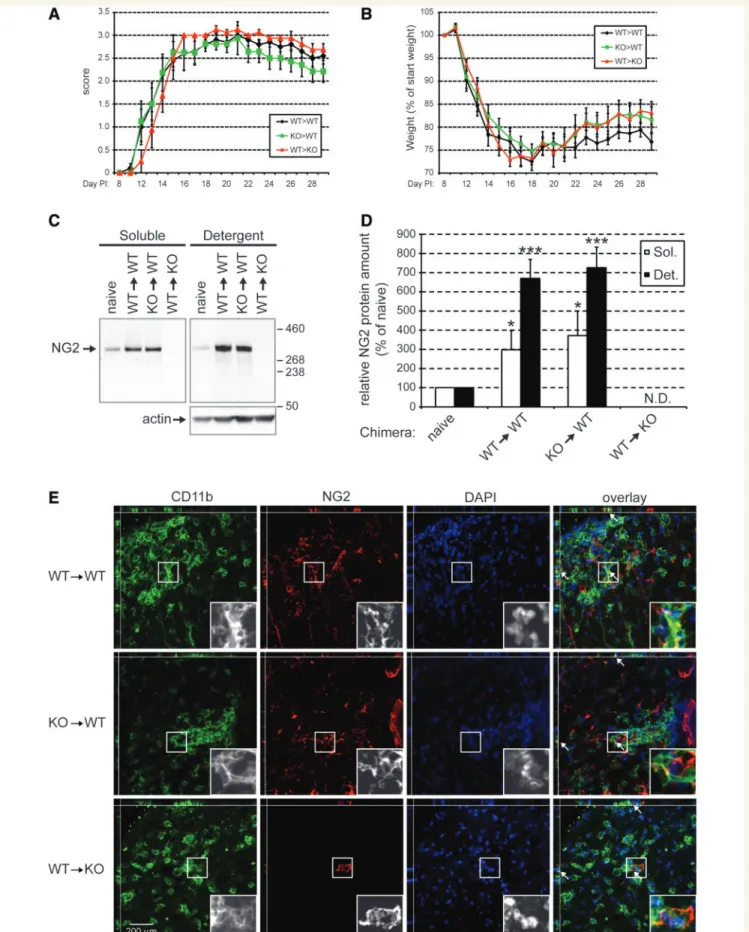 Figure 5 CNS resident cells are responsible for increased NG2 expression and accumulation in and around areas of leucocyte infiltration.