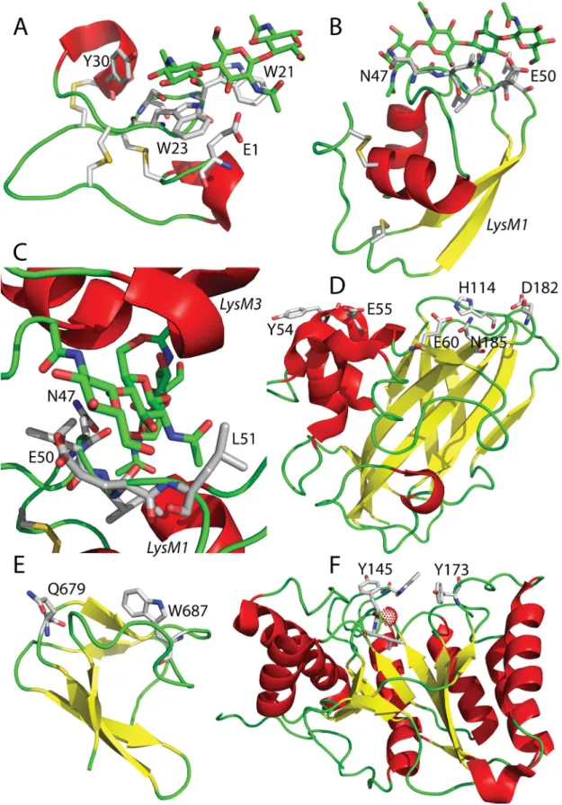 Figure 4. Structural view of several chitin-binding motifs. Protein structures are shown as ribbon models; alpha helices are colored in red, loops in green and beta strands in yellow