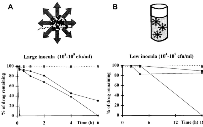 Figure 4. Model for inoculum-dependent degradation of b -lactams operating in infected vegetations (A) compared with situation in MIC test tubes (B)
