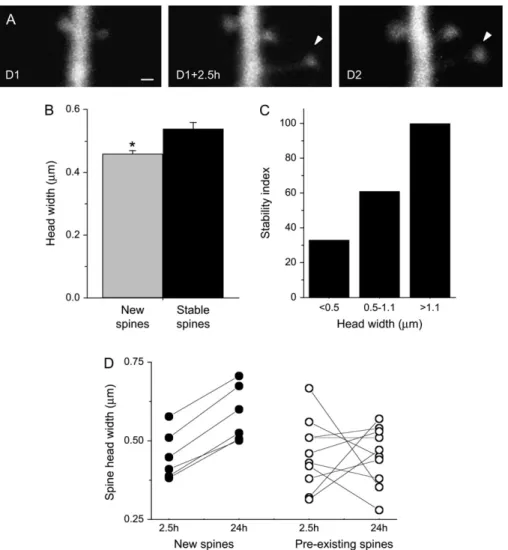 Figure 5. Stabilization of new spines is associated with an increase in spine head diameter