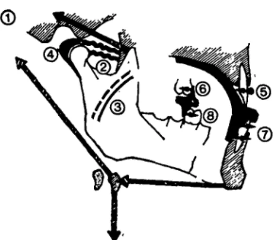 Figure 2 Sagittal and vertical changes in the masti- masti-catory system induced by the activator in the relaxed sleeping patient (from Herren, P