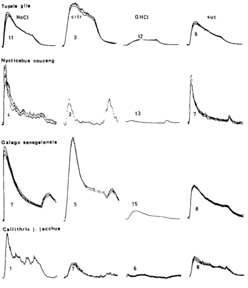 Fig. 1. Averages of sum mated chorda tympani nerve responses  ± 1 SD to solutions of sodium chloride, citric acid, quinine hydrochloride and sucrose in the species investigated