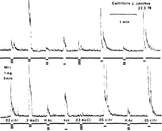 Fig. 3. Recordings before and after 1 mg miraeulin on the tongue for 3 min in C.  j . jacchus