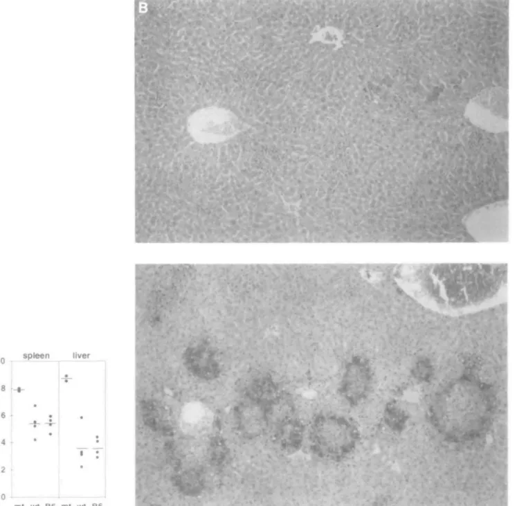 Fig. 8. (A) Liver and spleen listerial titers of mutant (mt), wild-type (wt) and C57BL/6 (B6) mice 3 days after i.v