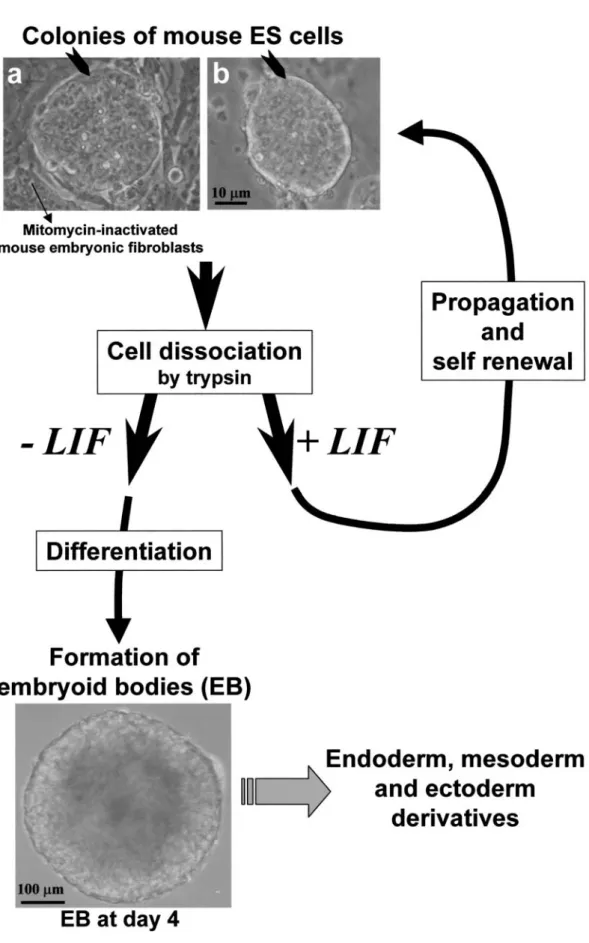 Figure 1. Examples of mouse embryonic stem (ES) cell clones, which are propagated in an undifferentiated state by culturing them over mitomycin-inactivated mouse embryonic fibroblasts as feeder cells and in the presence of the cytokine LIF (leukemia inhibi