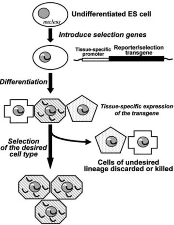 Figure 2. Possible methods for the selection of a suited cell lineage include the insertion into embryonic stem (ES) cells of transgenes (i.e., fluorescence reporter genes or antibiotic resistance genes) under the control of tissue-specific promoters