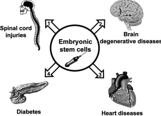 Figure 3. Examples of applications of mouse embryonic stem cells to repair or replace diseased tissues in animal models of human diseases.