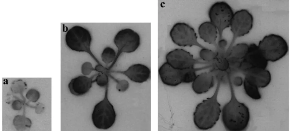 Fig. 3. Autoradiographs of leaves of T. caerulescens Ganges grown in hydroponics with 5 lM Cd spiked with 0.1 kBq ml ÿ1 (=2.2310 ÿ3 lM) 109 Cd at (a) 3 d, (b) 15 d, and (c) 30 d.