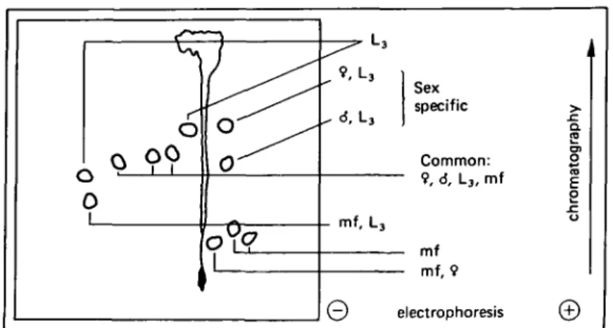 Fig. 1. Schematic representation of characteristic radioactive peptide spots of different stages of surface-iodinated Dipetalone.ma viteae analysed by peptide mapping, summarizing the major spots presented in Fig