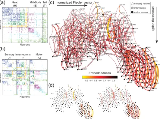 Fig. 5. Analysis of the neural network of C. elegans. The edges of this network (synapses and gap junctions) were found to belong to eight robust communities (denoted by diﬀerent colors in (a) and (b)) according to the analysis of the ﬂow-redistribution ma